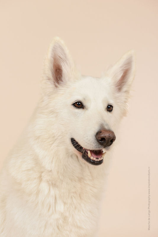 onze honden Arinya