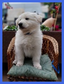 hnest blauw odie